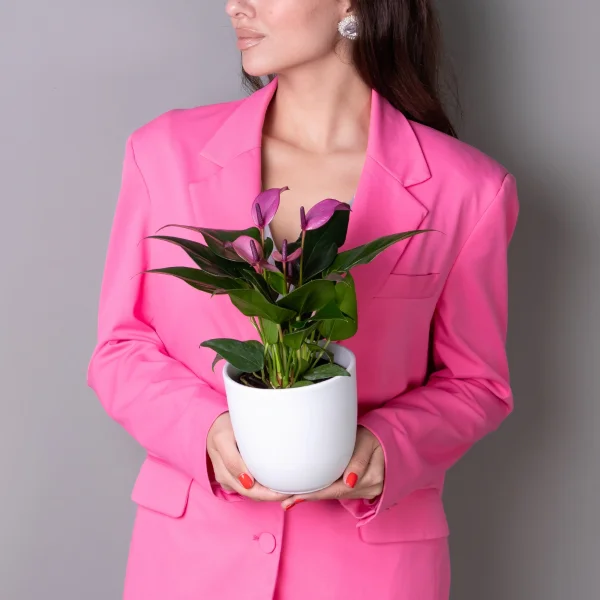 Антуриум андрианум Беби Пепл К_2