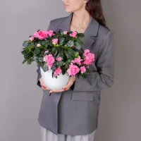 Азалия Фландрес Розовая_2