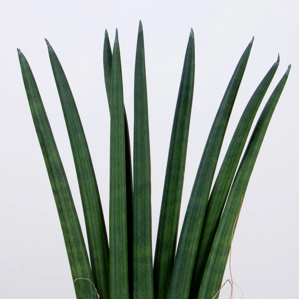 Сансевиерия цилиндрическая3