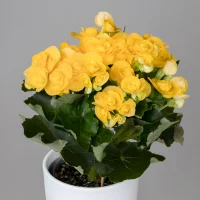 Бегония Элатиор Ребекка Желтая_3