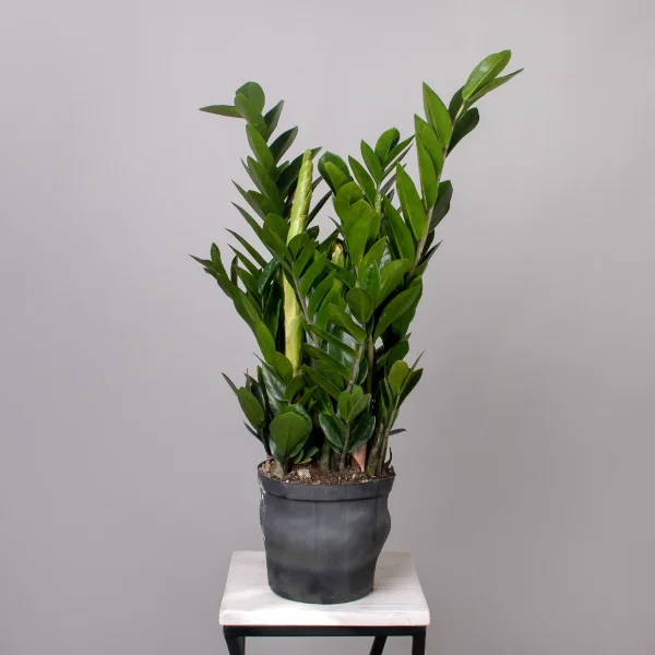 Замиокулкас Замифолия_4