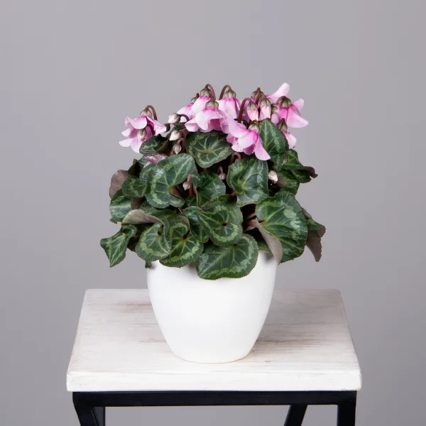 Цикламен Петтикоат розовый_1