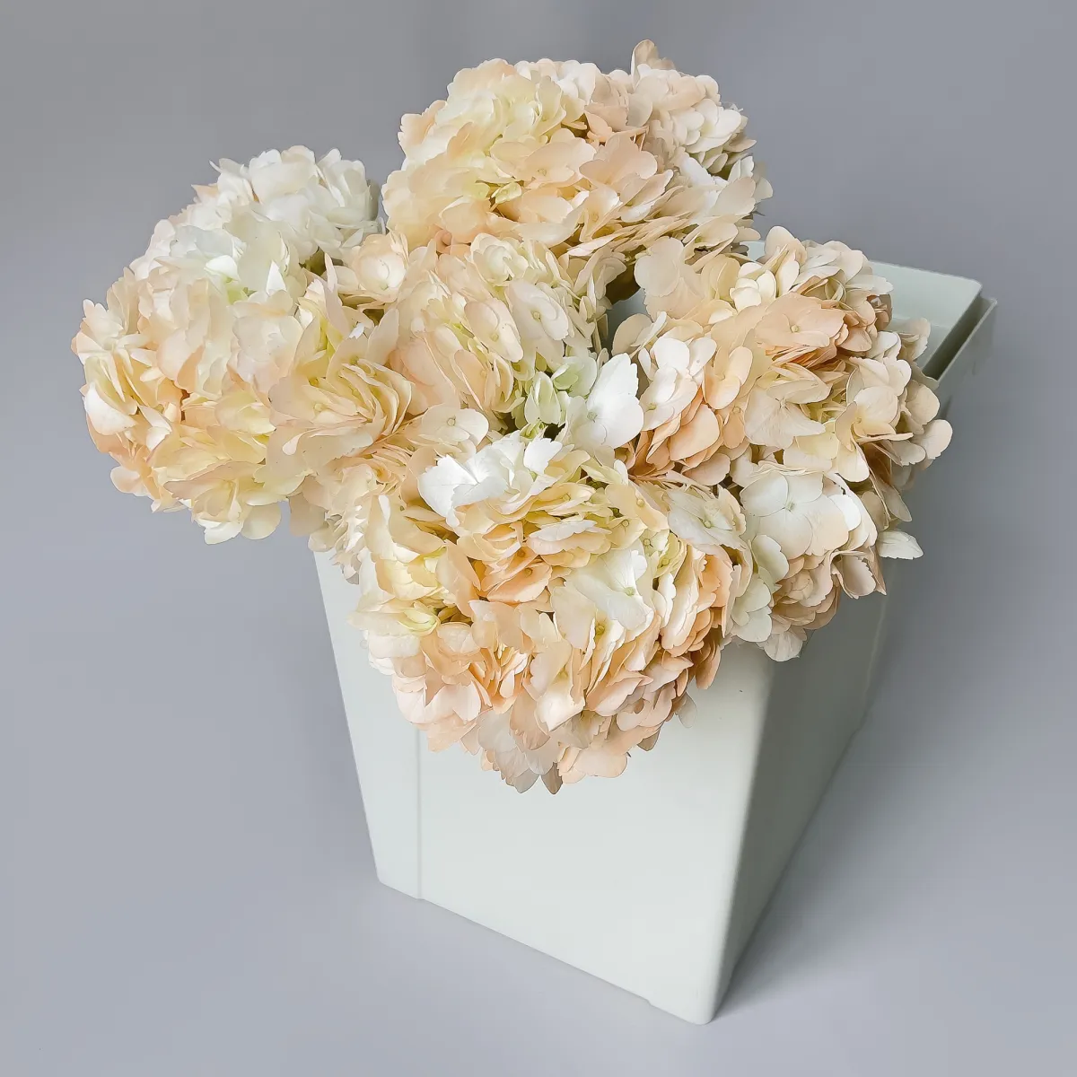 Гидрангия "Пич"