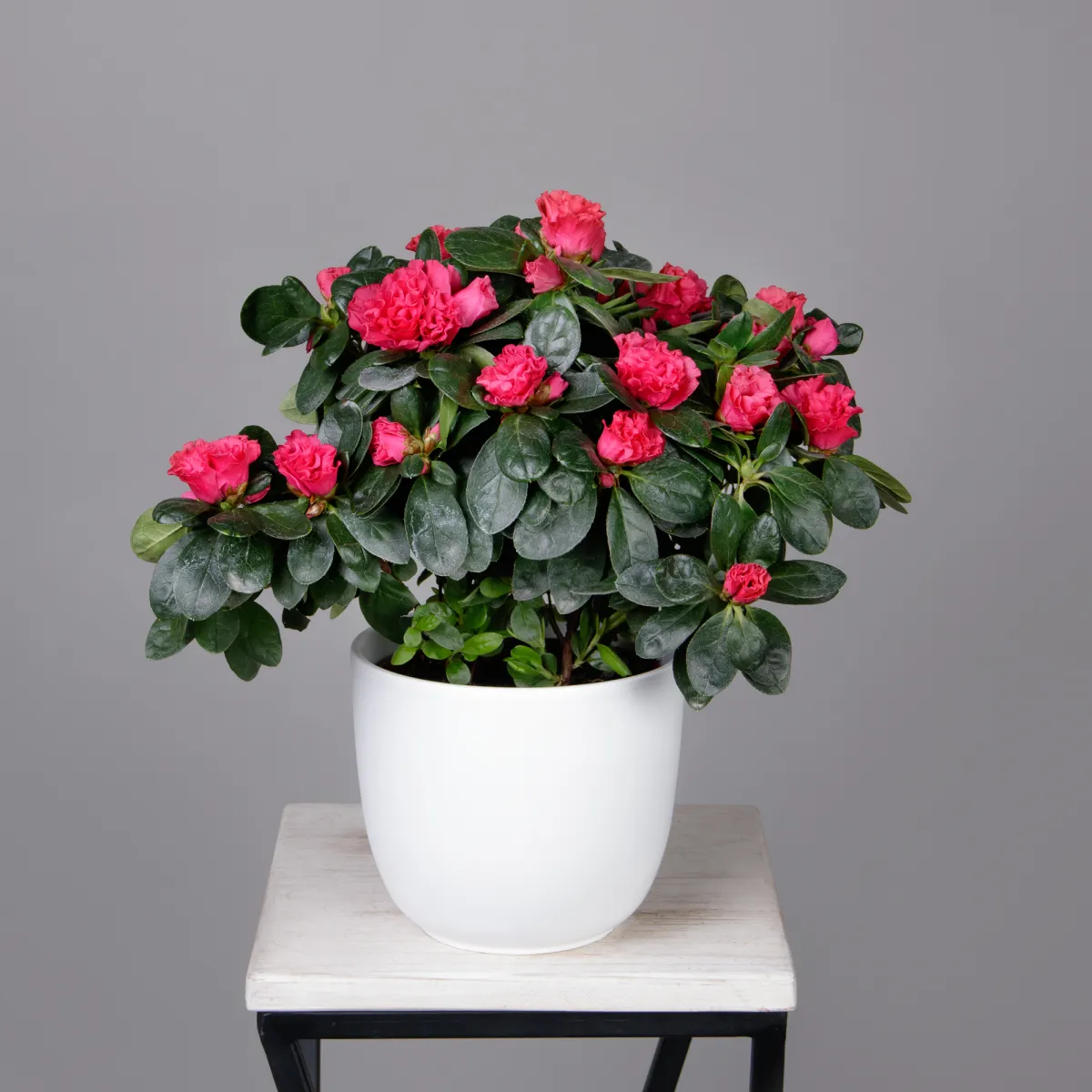 Азалия Фландрес Красная_1