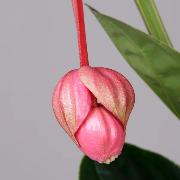 Мединилла Магнифика _3