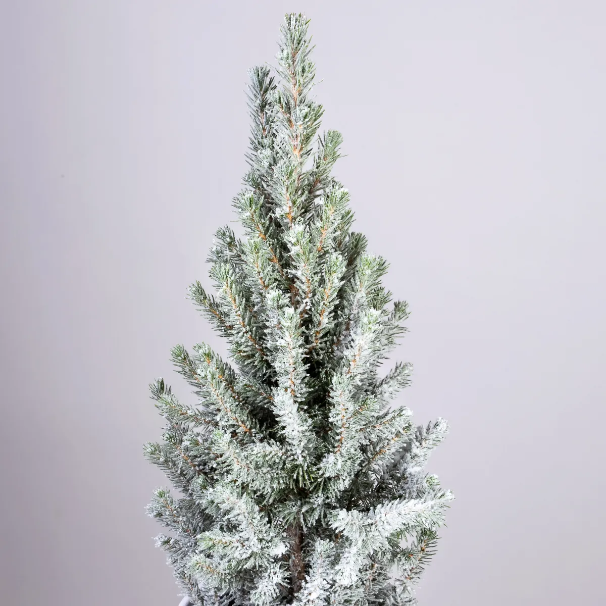 Ель Коника заснеженная PTK24502_3