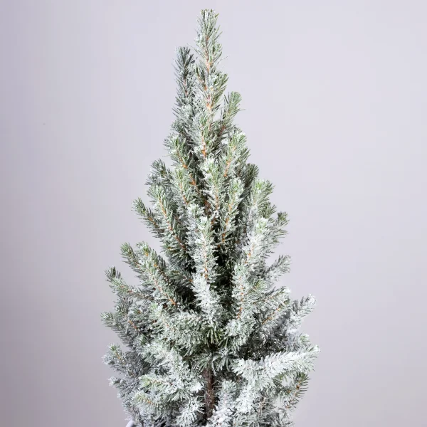 Ель Коника заснеженная PTK24502_3