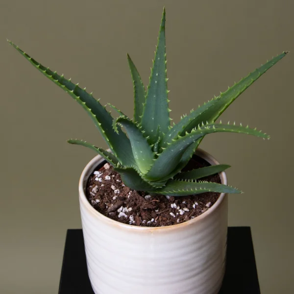 Алоэ в керамике