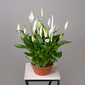 Спатифиллум Шопен