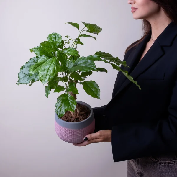 Радермахера в керамике розовая/голубая2