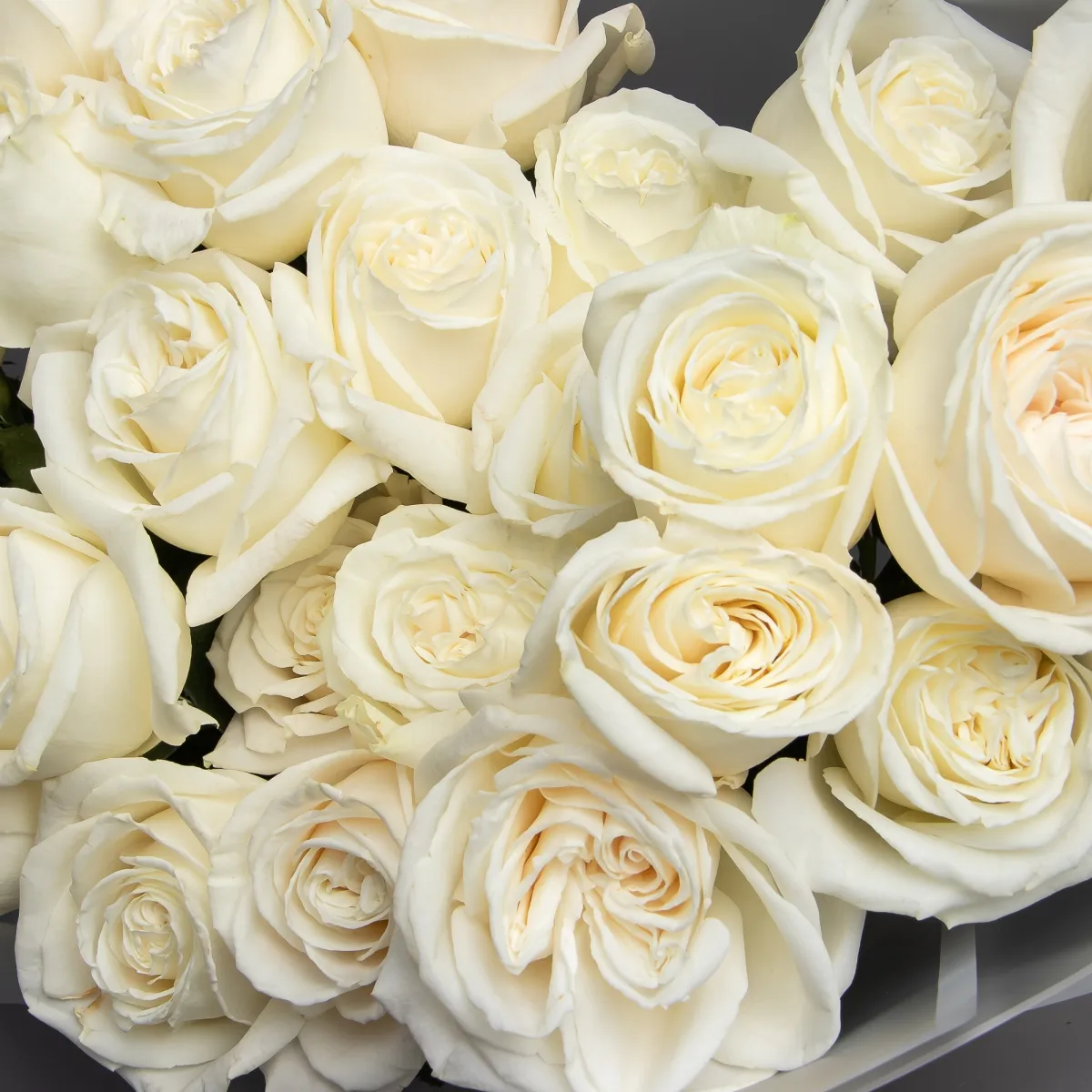 Букет Роза "Плайа Бланка"