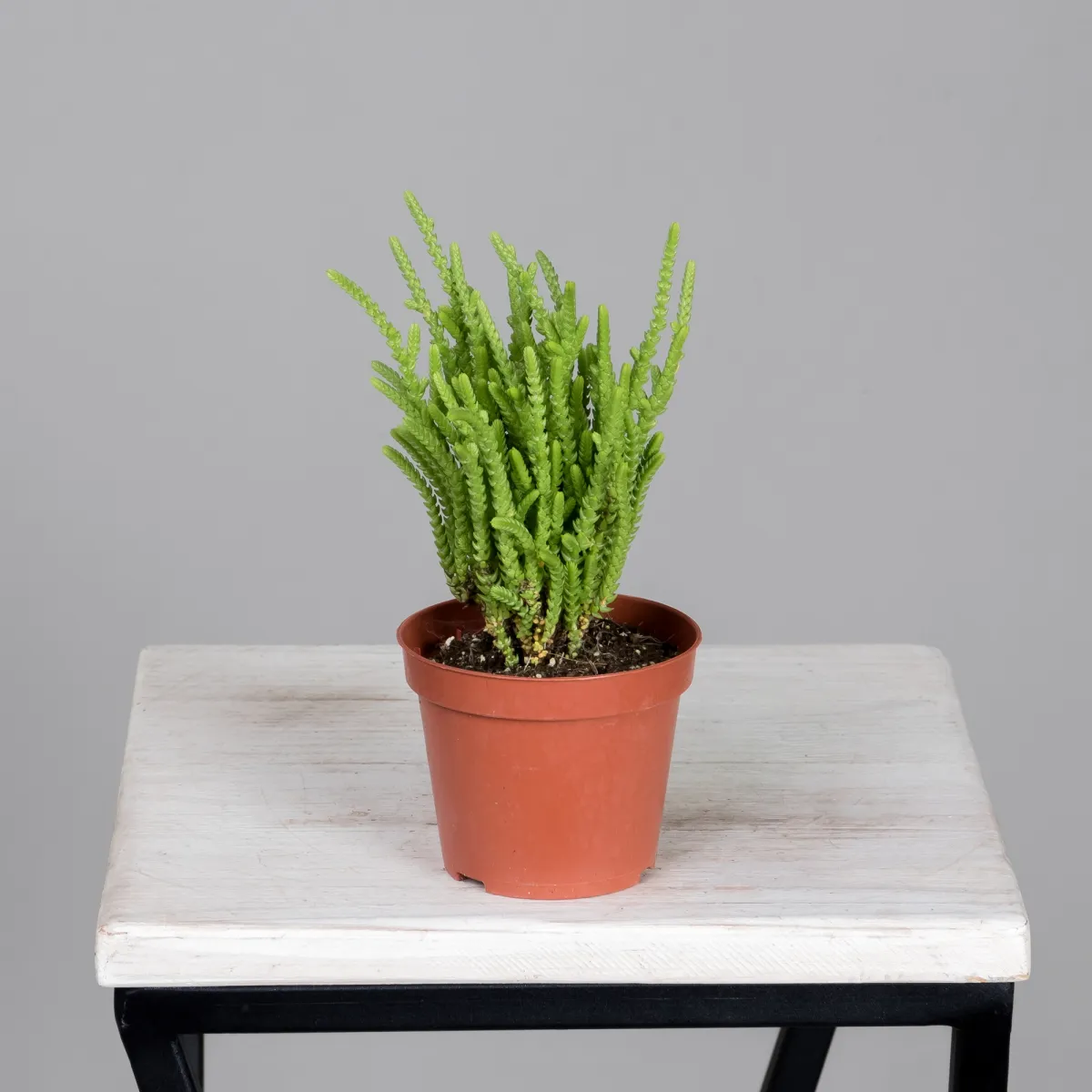 Крассула Лисопойдес_4