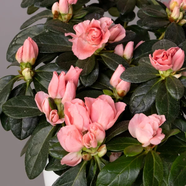 Азалия Тесла Лососевый_3