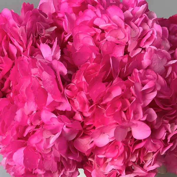 Гидрангия "Розевуд"