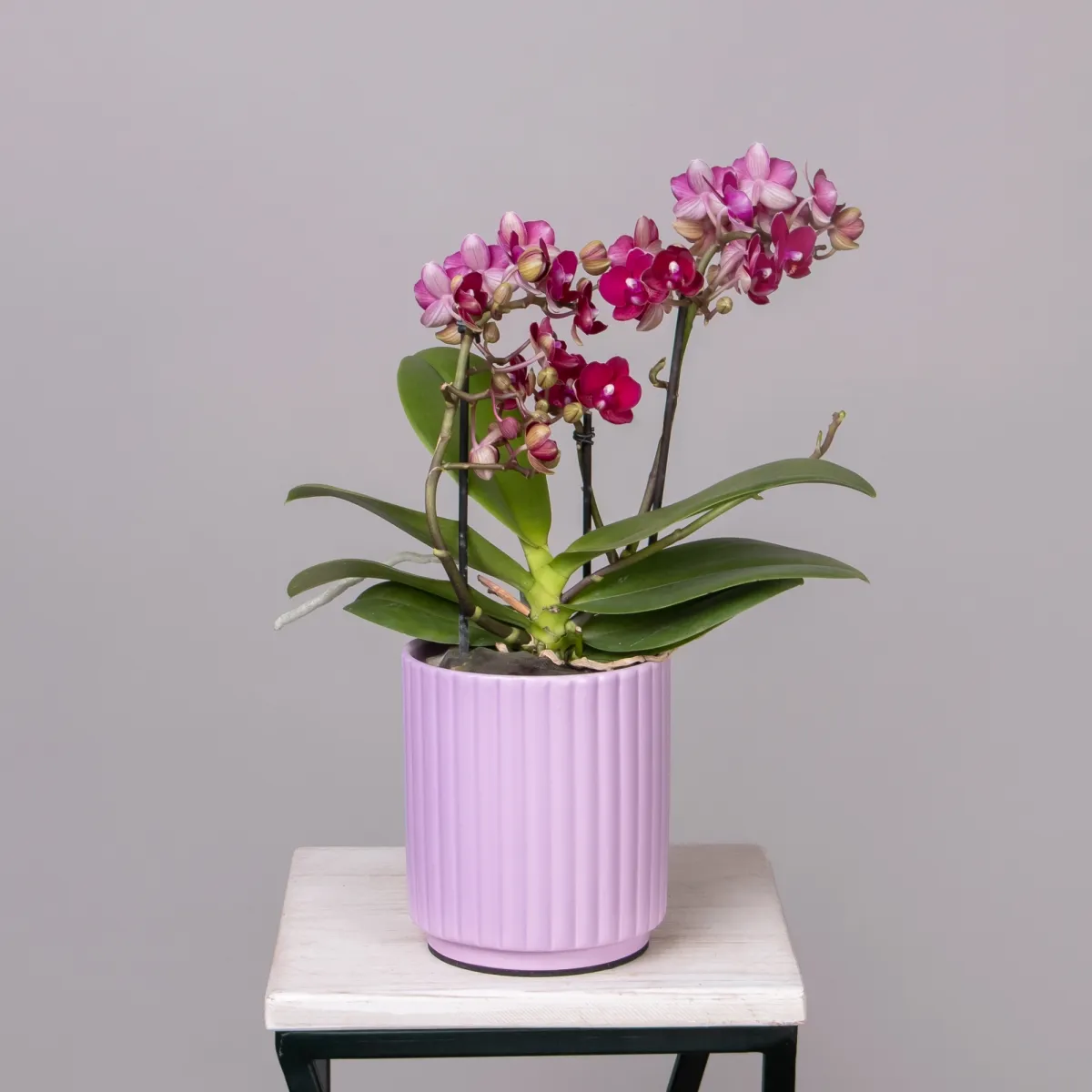 Фаленопсис Букет малиновый в розовой керамике_1