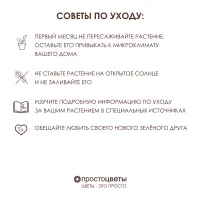 Бегония элатиор Баладин (Красная)_5