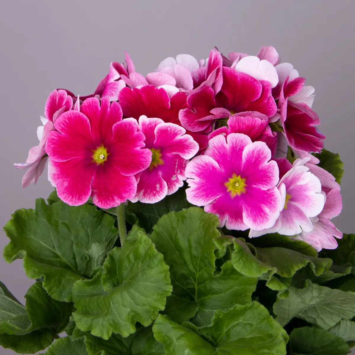 Примула Обконика Розово-Белая_2