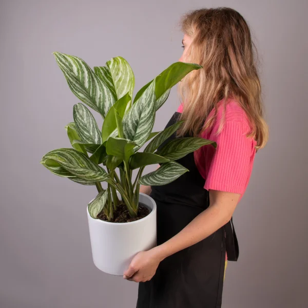 Аглаонема Сильвер Бэй 2