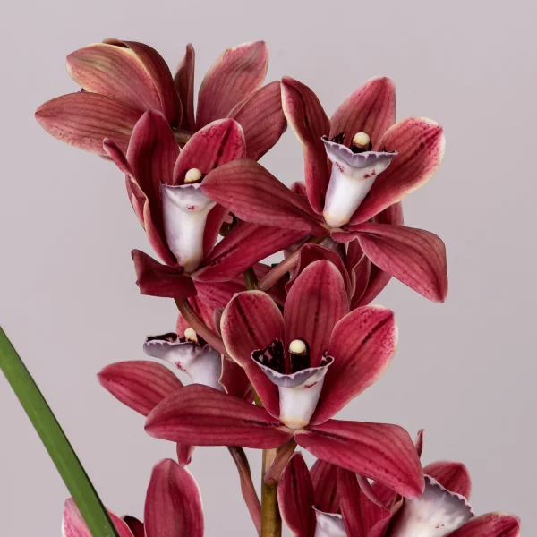 Цимбидиум Микс 1ст_3