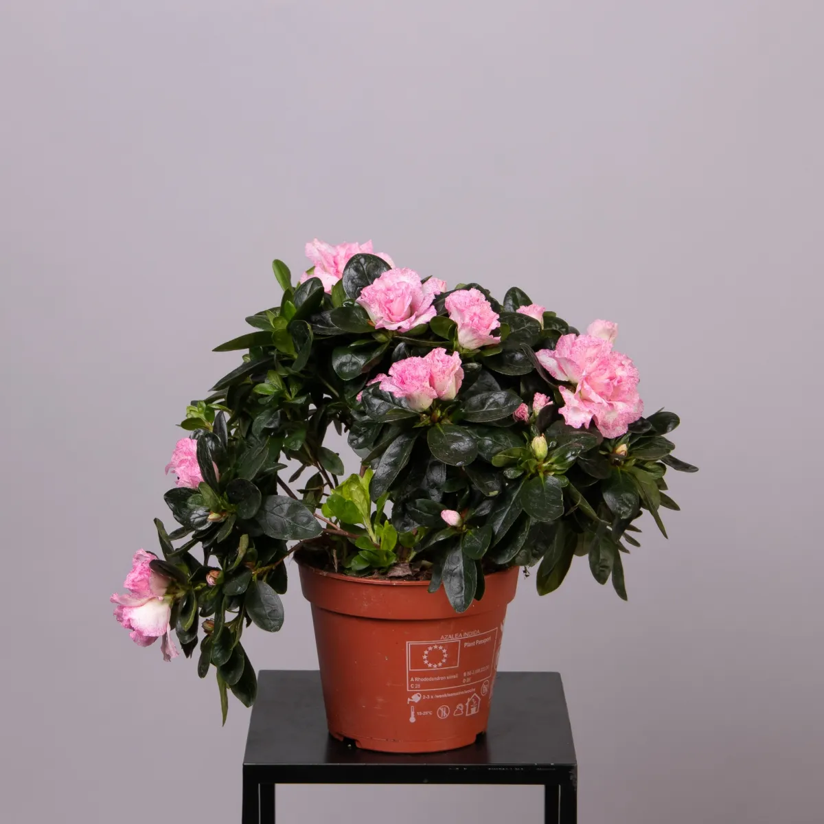 Азалия Индика