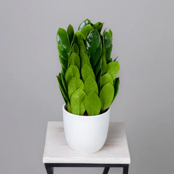 Замиокулкас Замифолия К_1