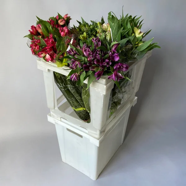 Альстромерия "Микс"