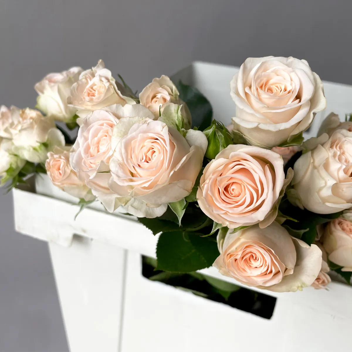 Роза кустовая "Софи"_3