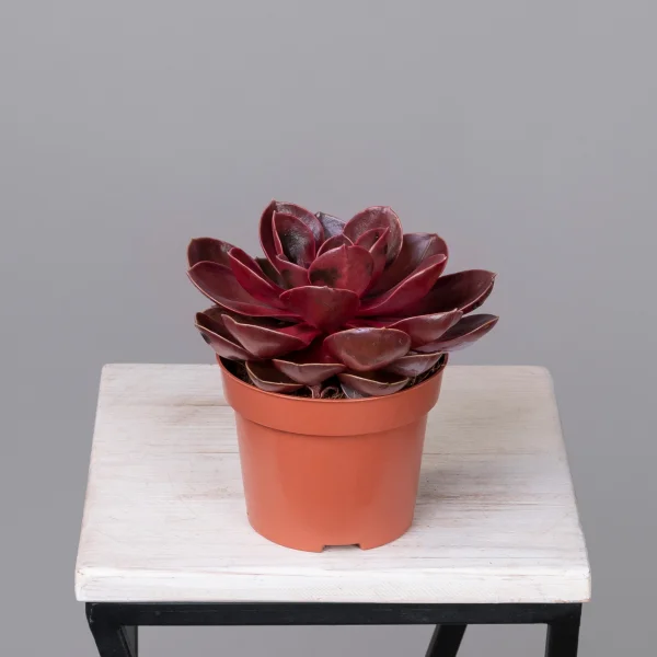 Эхеверия Меджик Ред_4