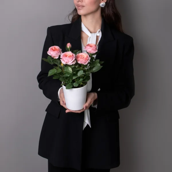 Роза кордана гранд Адель_2