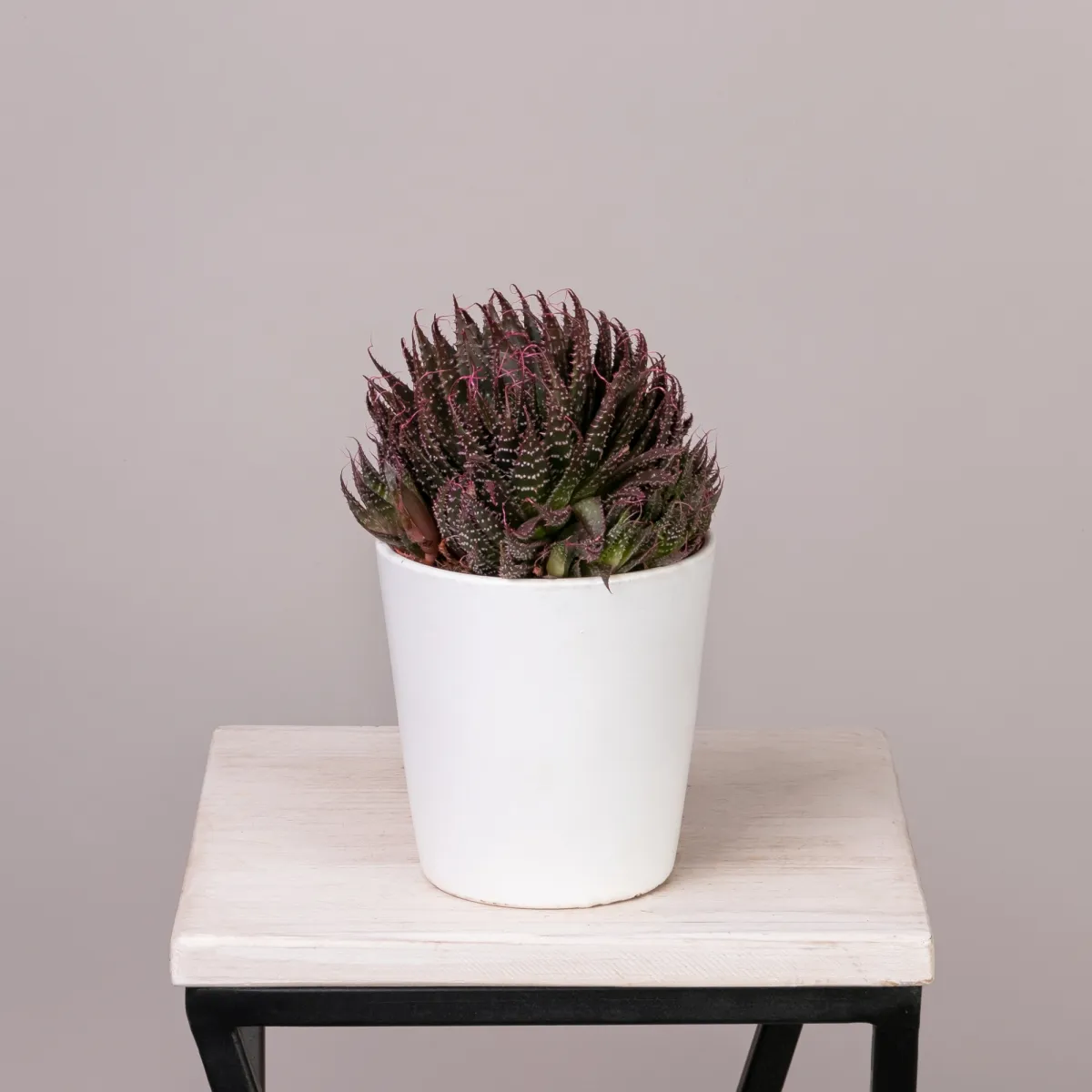 Алоэ Аристата с розовыми кончиками_1