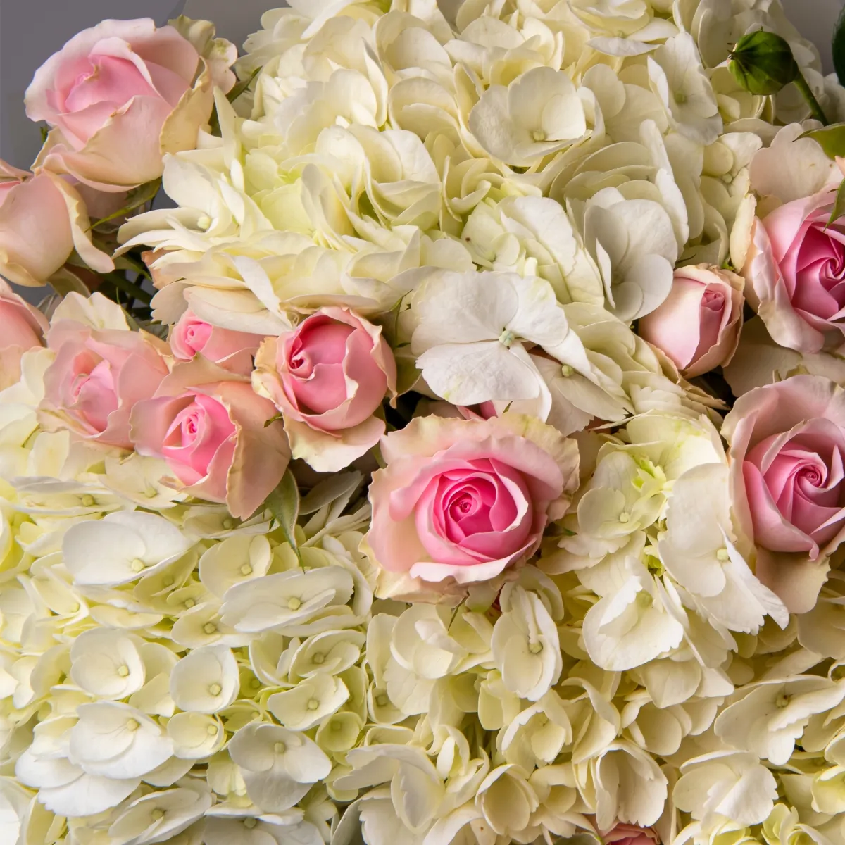 Флористический букет "Дуобукет из белой гортензии и кустовой розы"_4