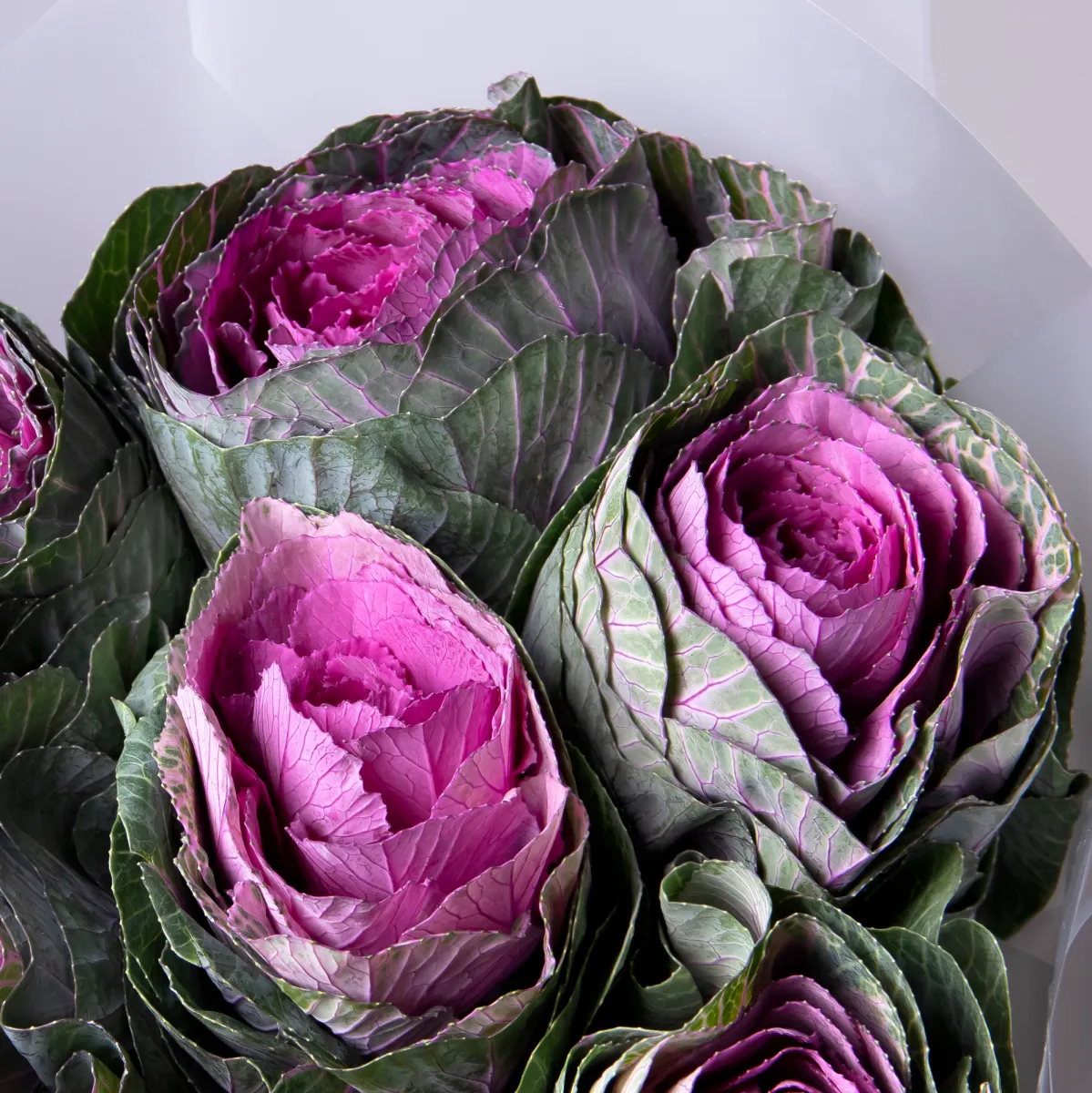 Букет Брассика "Красная"_4