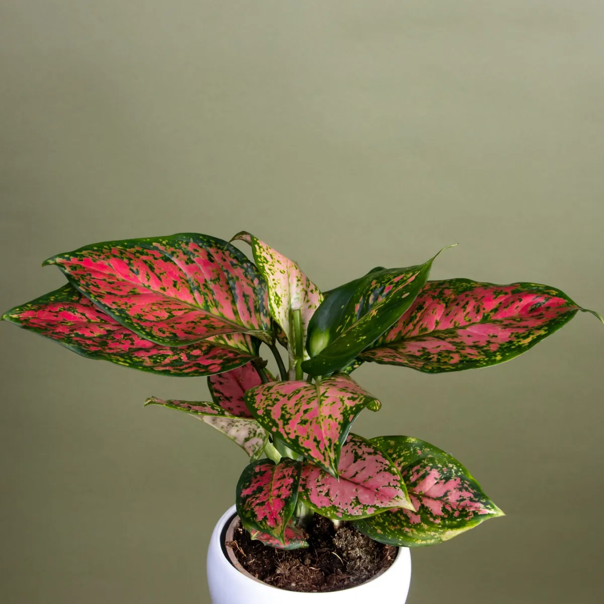 Аглаонема Споттед Стар