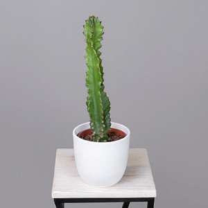 Опунция Консолея Рубесценс