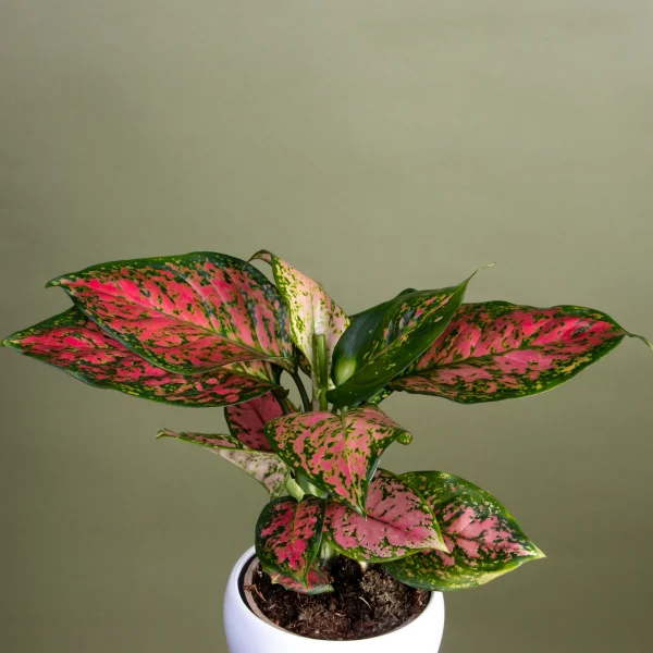 Аглаонема Споттед Стар