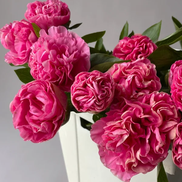 Пион "Корнейшн"_3