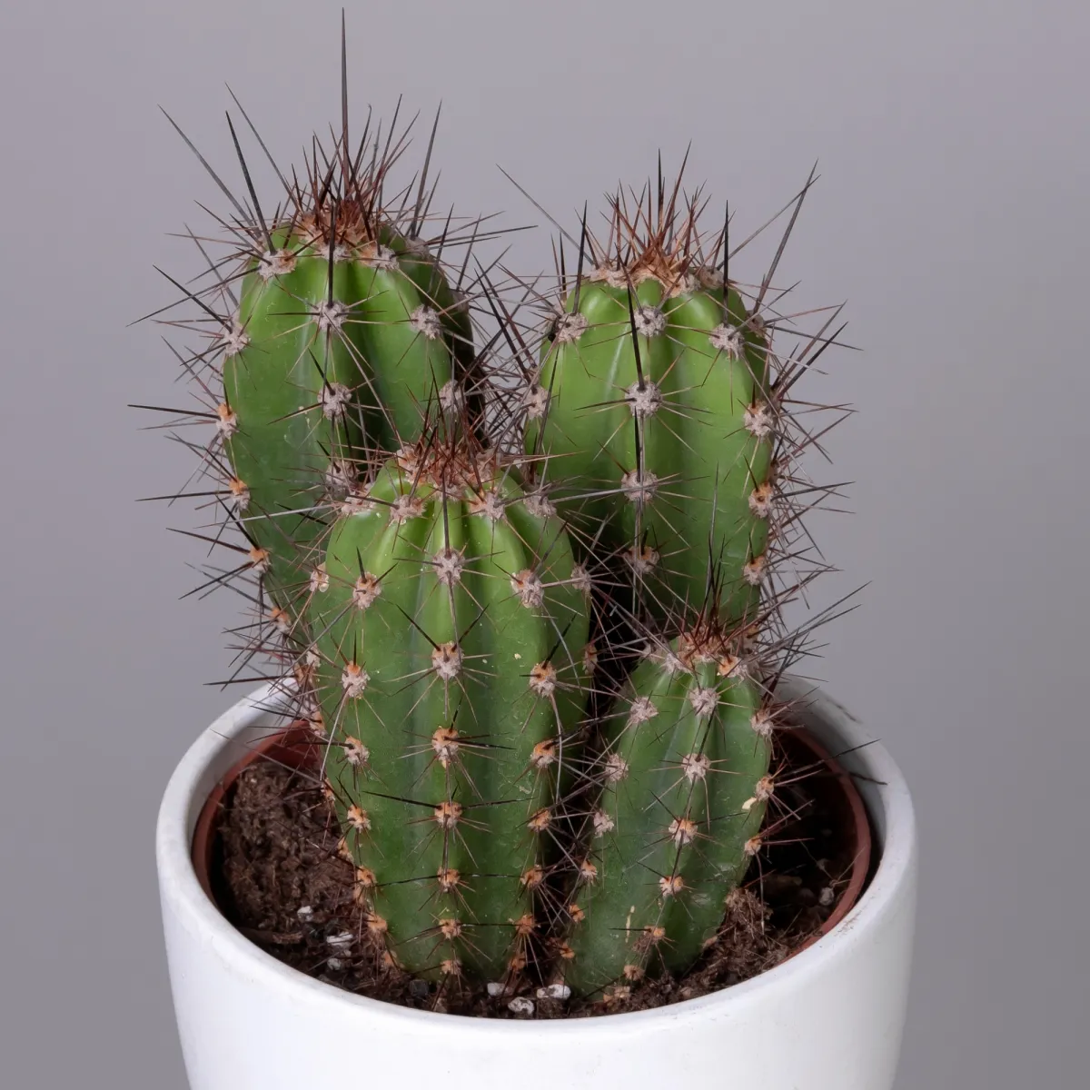 Кактус Неокарденасия Герцогиана_3