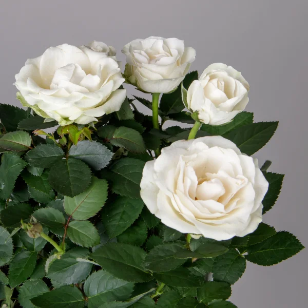 Роза Инфинити Белая_3