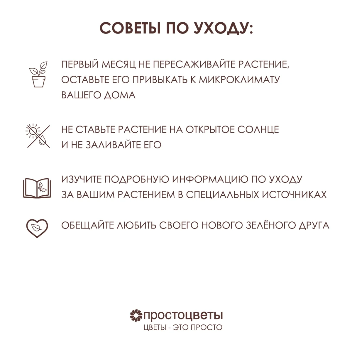 Анакампсерос Рубра_5