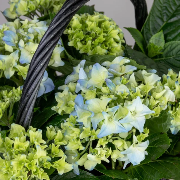 Гидрангия кустовая Синяя в черной корзине_3