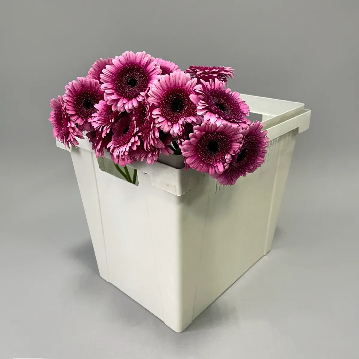 Гермини "Изабель"_1