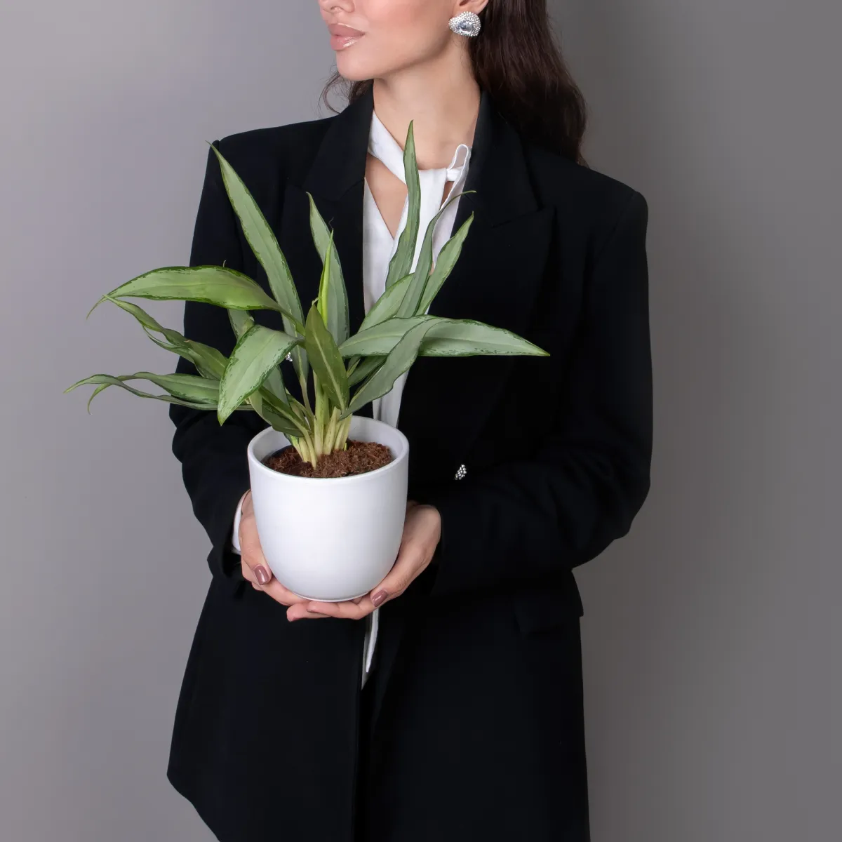 Аглаонема Уайт Ленс_2