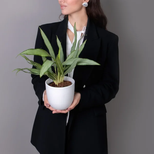 Аглаонема Уайт Ленс_2