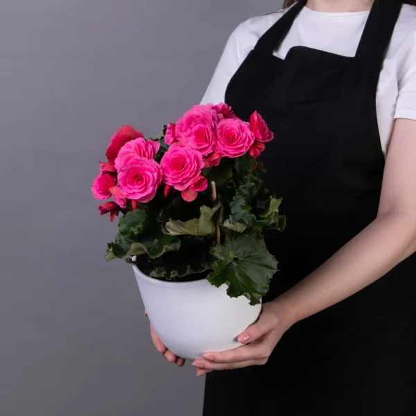 Бегония Элатиор Розовая