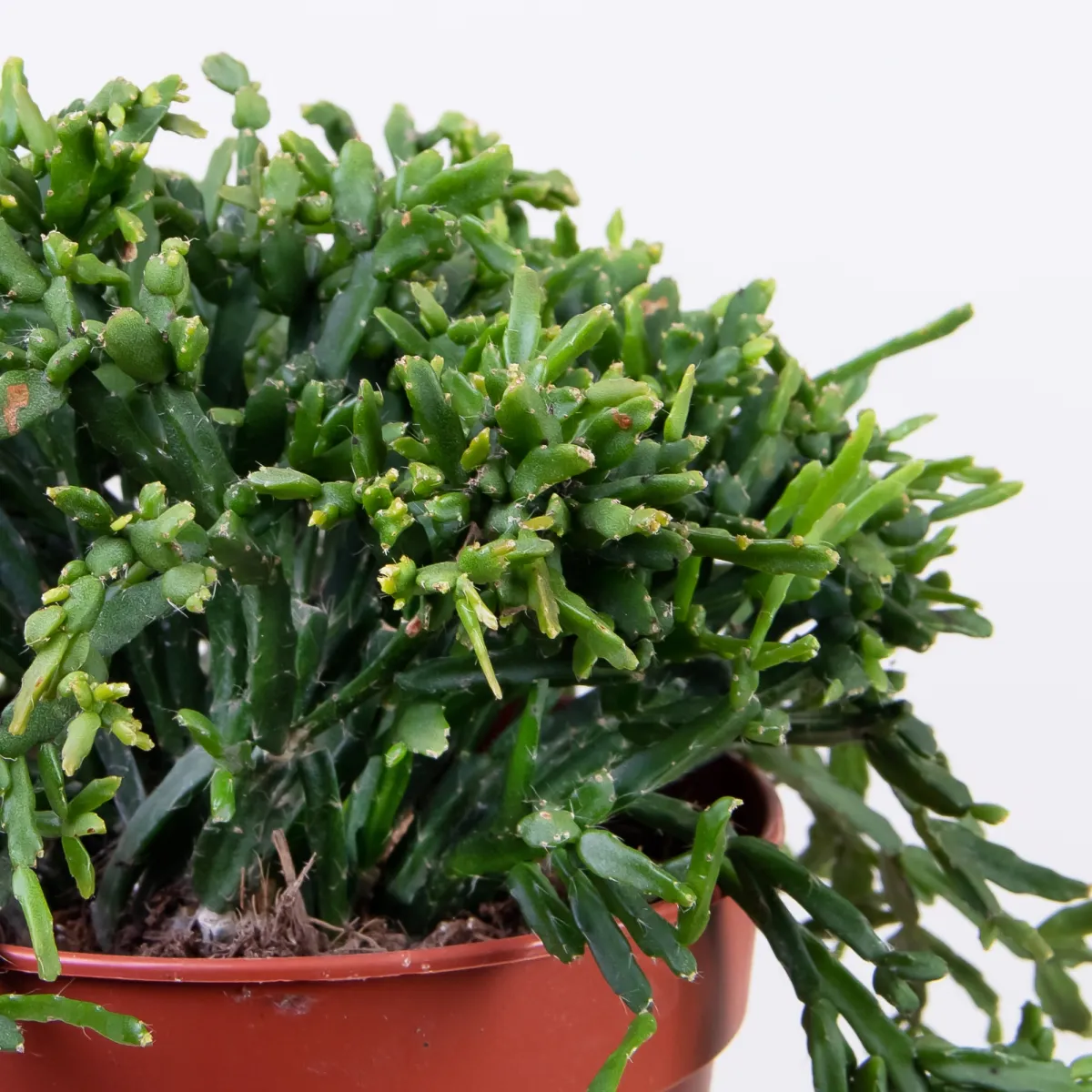 Рипсалис Бурчелли3