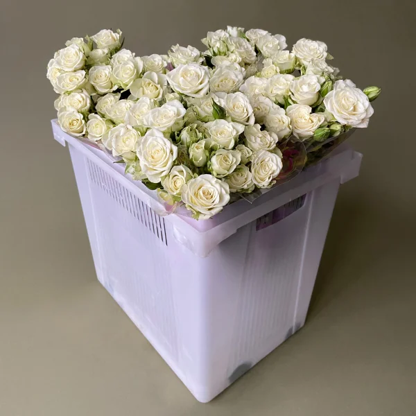 Роза_кустовая "Сноу Флейк"