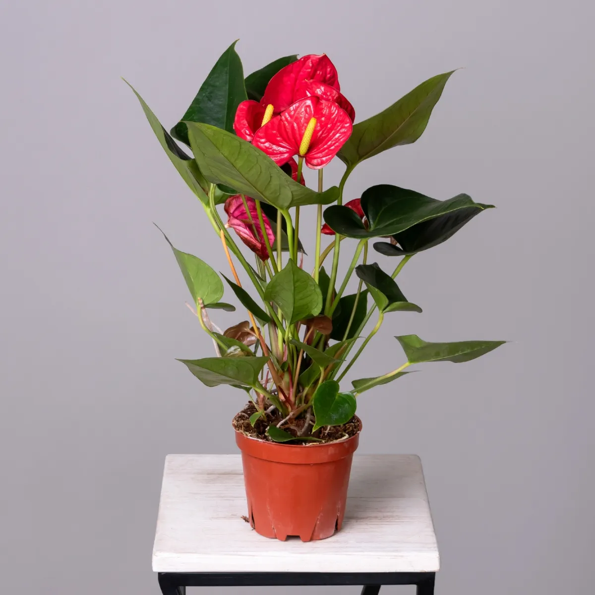 Антуриум андрианум Ред Эксплосион К_4