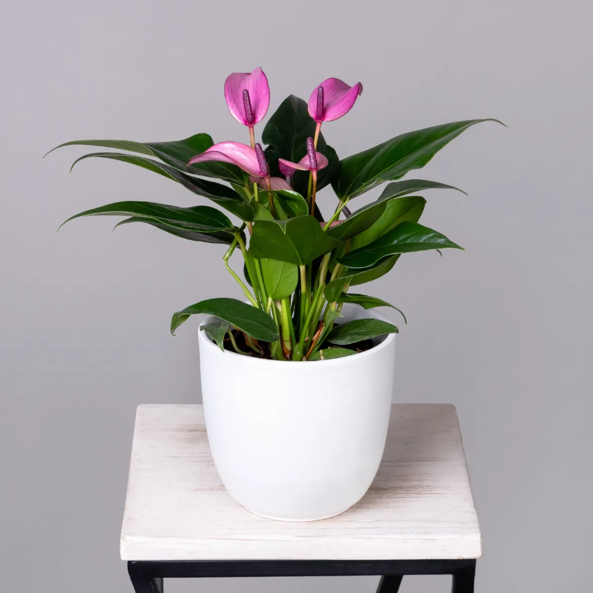 Антуриум андрианум Беби Пепл К_1