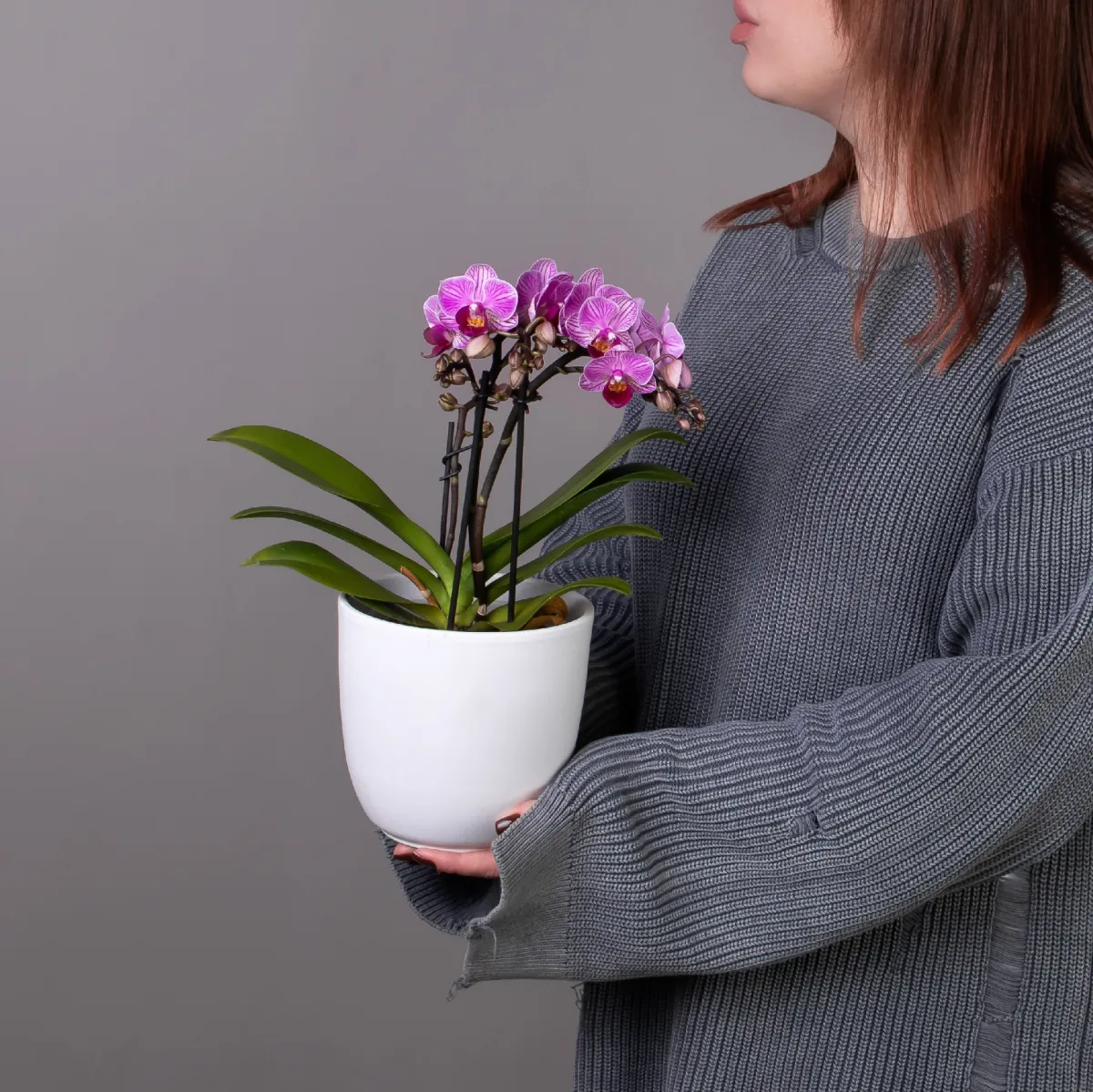 Фаленопсис Дэззлинг Дрим 3-4 ст_1