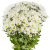 Букет Хризантема_кустовая 